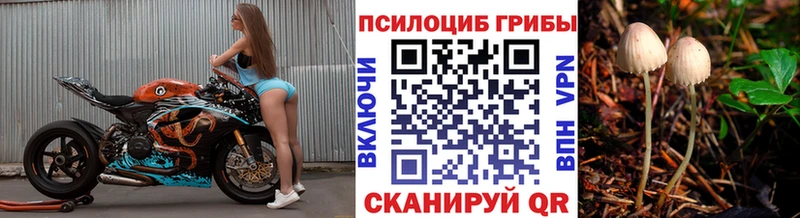 купить   Омск  Галлюциногенные грибы Psilocybe 